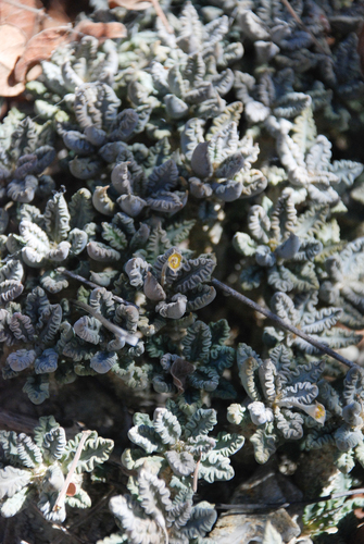 Euphorbia tulearensis