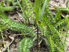 Trocdaris verticillatum