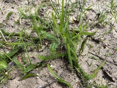 Trocdaris verticillatum