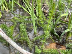 Trocdaris verticillatum