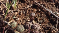 Euphorbia globosa