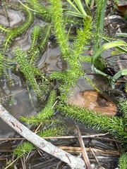 Trocdaris verticillatum