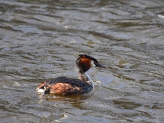 Podiceps cristatus