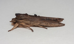 Lithophane semibrunnea