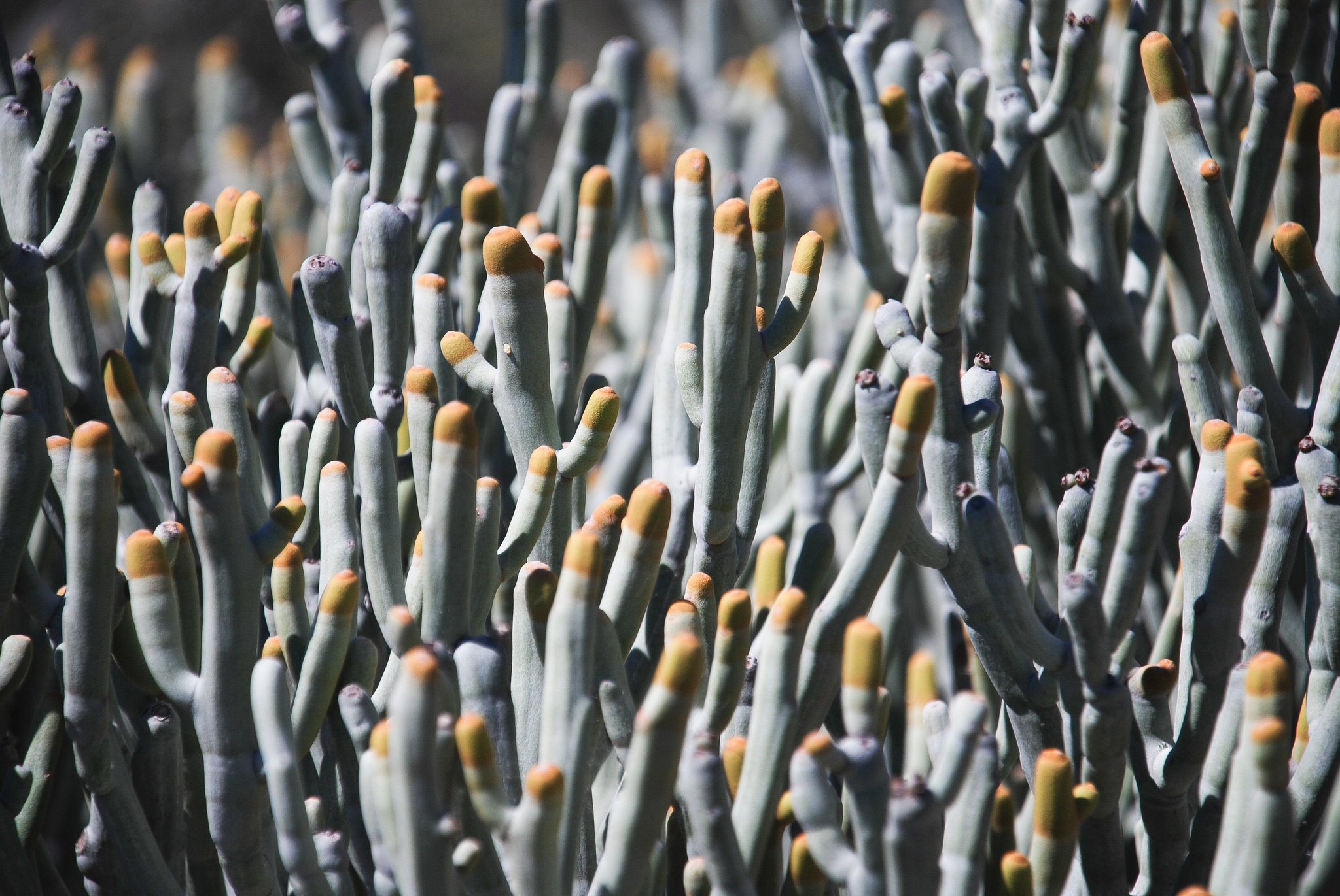Euphorbia fiherenensis