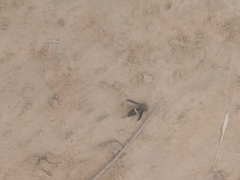 Ancistrocerus spinolae