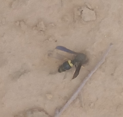 Ancistrocerus spinolae