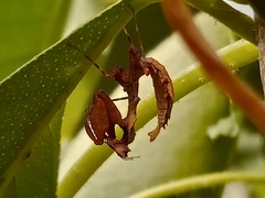 Epaphrodita musarum