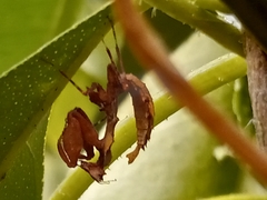 Epaphrodita musarum