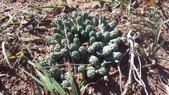 Euphorbia inermis