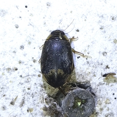 Thermonectus