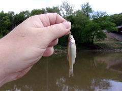 Luxilus chrysocephalus