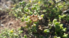 Drosanthemum fourcadei