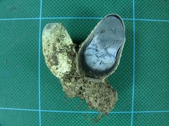 Pseudotulostoma japonicum