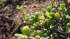 Drosanthemum fourcadei