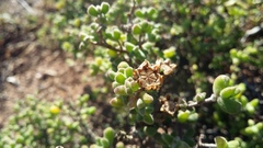 Drosanthemum fourcadei