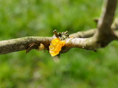 Tremella mesenterica