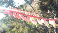 Gasteria bicolor