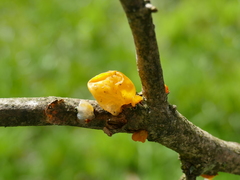Tremella mesenterica