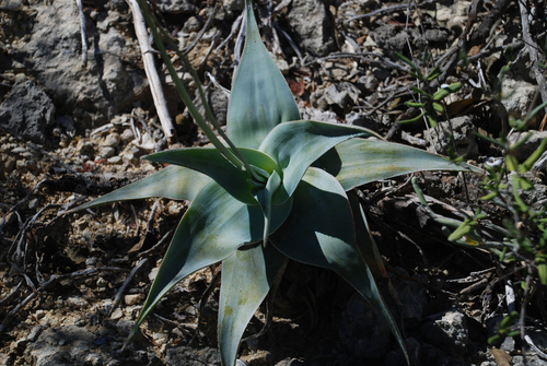 Aloe viguieri, photograph 2