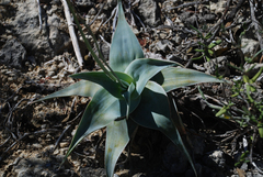 Aloe viguieri
