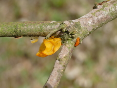 Tremella mesenterica