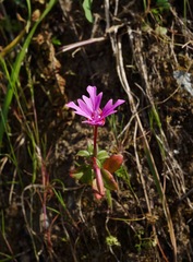 Clarkia concinna raichei