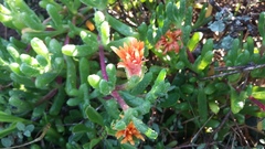Malephora uitenhagensis