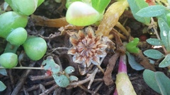 Malephora uitenhagensis