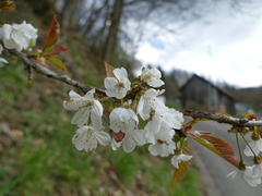 Prunus avium