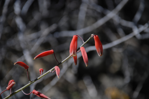 Aloe viguieri, photograph 3