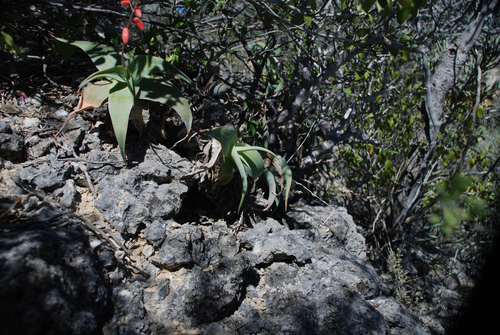 Aloe viguieri, photograph 4