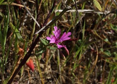 Clarkia concinna raichei