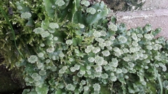 Marchantia polymorpha