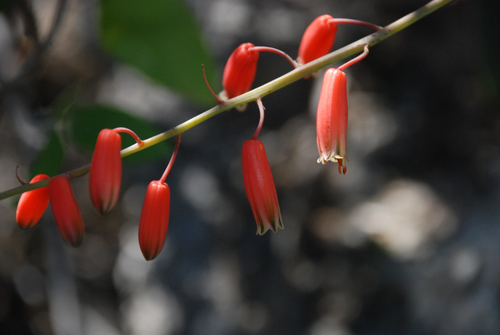 Aloe viguieri, photograph 5