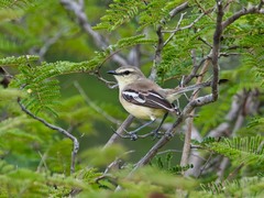 Bahia Wagtail-Tyrant photo 4
