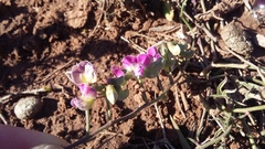 Dolichos hastiformis