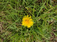 Taraxacum officinale
