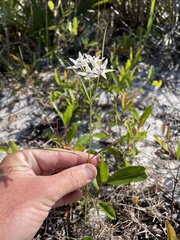 Asclepias feayi image