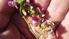 Dolichos hastiformis