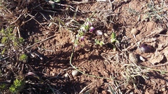 Dolichos hastiformis