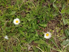 Bellis perennis