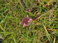 Lamium purpureum