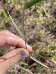 Dichanthelium patentifolium