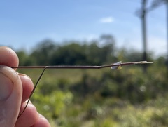 Dichanthelium patentifolium