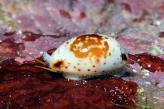 Bistolida fuscomaculata