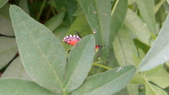 Cosmoclopius poecilus