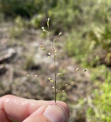 Dichanthelium patentifolium