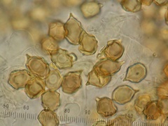 Entoloma hypogaeum