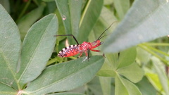 Cosmoclopius poecilus